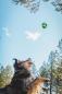 Preview: Ruffwear Toadstool Toy Moss Green Preview: Ruffwear Toadstool Toy Moss Green